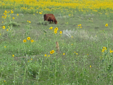 Grazing cow and prairie dog on the monsoon drenched open range with wild sunflowers in the background.