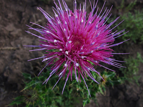 Overhead view of Spiny Mountain Thistle wildflower on the lush monsoon drenched meadows of Apache County in Arizona.