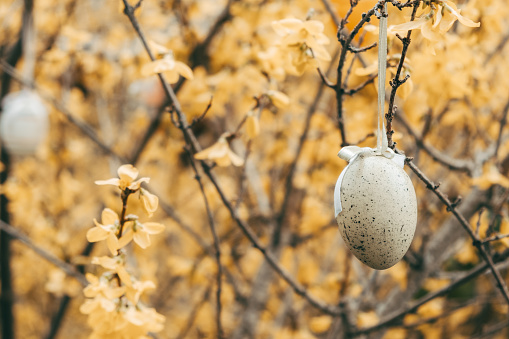 Beautiful Easter eggs on a flowering tree.