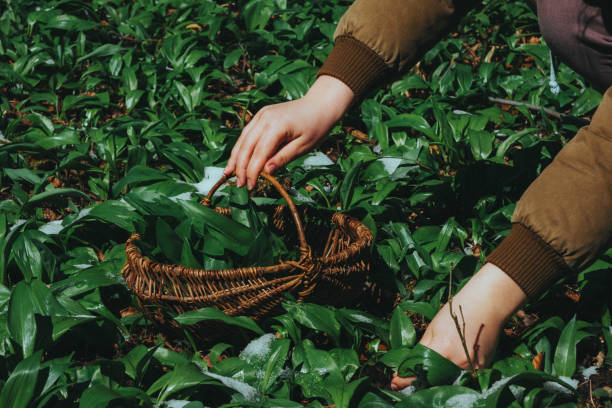 collection of seasonal wild garlic in the forest. - herbal medicine nature ramson garlic photos et images de collection