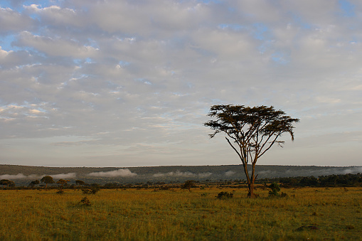 A striking lone acacia on the golden savannah of the Masai Mara, Kenya. Morning mist is seen rolling in the hills behind, and the sky is clouded .