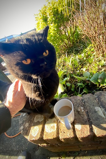 Beautiful black fluffy short flat faced cat in sun on wall in tropical looking garden. Sat next to cup of tea. Grumpy faced cat.