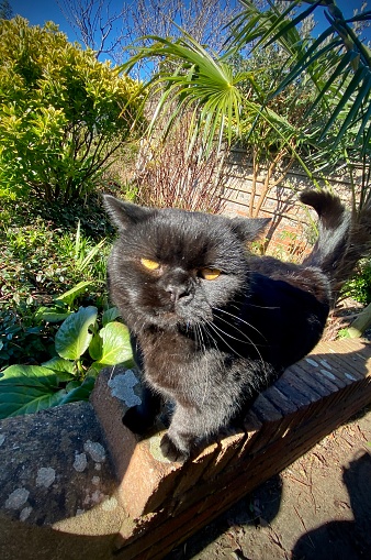 Beautiful black fluffy short flat faced cat in sun on wall in tropical looking garden. Grumpy faced cat. Close up
