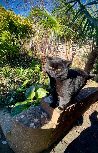 Beautiful black fluffy short flat faced cat in sun on wall in tropical looking garden. Grumpy faced cat.
