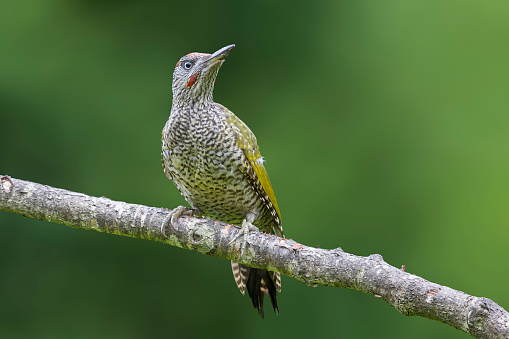 Juvenile European green woodpecker (Picus viridis) on a branch in the Netherlands