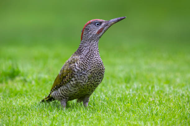 Juvenile European green woodpecker (Picus viridis) in the Netherlands