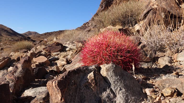 Desert barrel cactus Ferocactus cylindraceus, Joshua Tree National Park, south California.