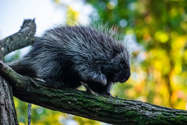 istock Erethizontidae, north american porcupine, climbing over tree 1949790208