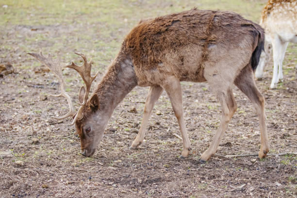 istock male roe deer in a reedbed 1949791263