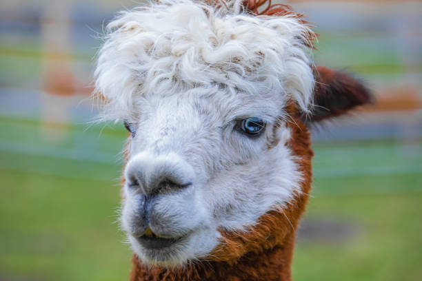 Low angle view of an alpaca’s head on a summer afternoon