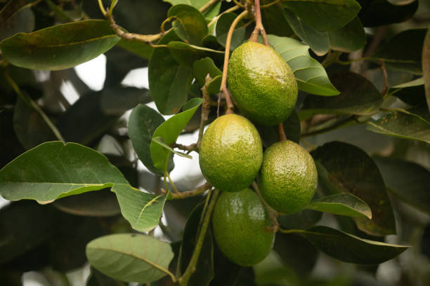 istock green Avocados fruit hanging in the tree 1949796659
