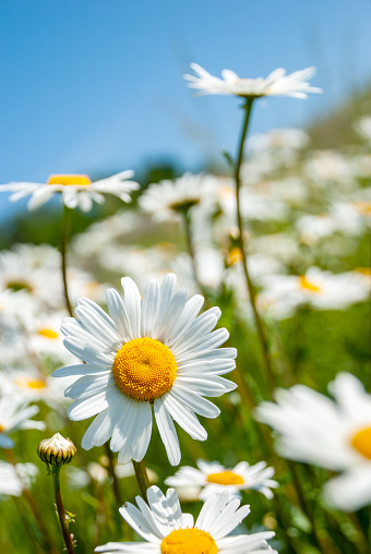 Chamomile flowers on a background of grass. Spring concept