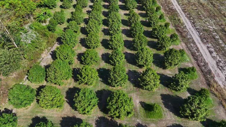 Aerial view of a durian farm in Thailand.