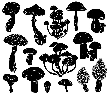 Set of different mushroom silhouettes, graphic drawing with lines, black and white cut truffle, porcini mushroom, shiitake and chanterelles isolated. Vector illustration