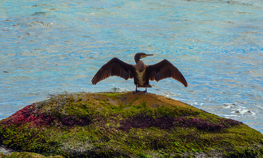 Birds of Ukraine. The great cormorant (Phalacrocorax carbo) Cormorant dries feathers on a stone in the Black Sea. Birds of Ukraine