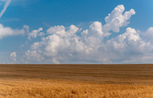 Natural landscape, White cumulus clouds over a wheat field, Ukraine