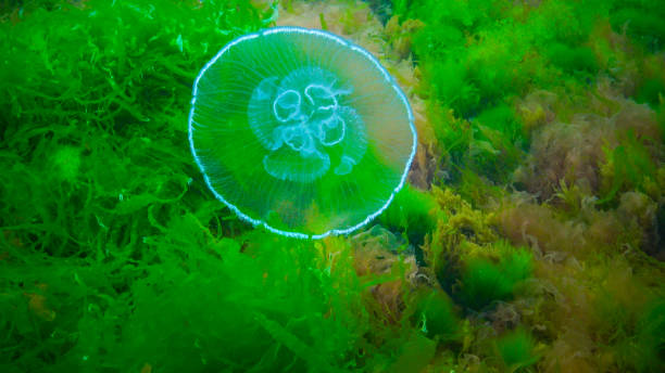istock Moon jelly Aurelia aurita (moon jellyfish, common jellyfish) 1949821303