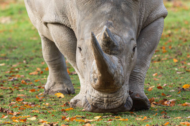 istock Male rhinoceros snout 1949825357