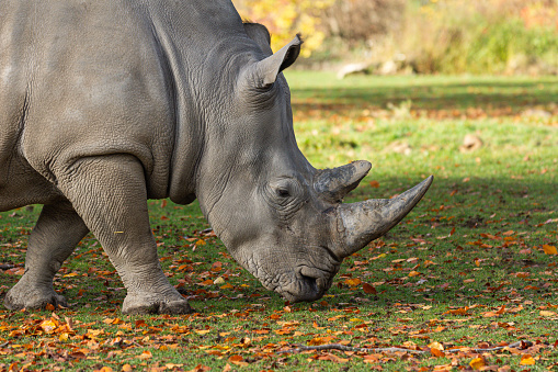 Rinoceronte maschio