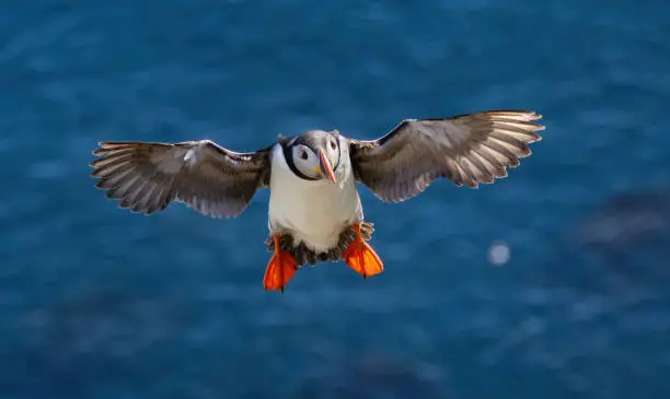 Photo of Atlantic puffin (Fratercula arctica), on the rock on the island of Runde (Norway).