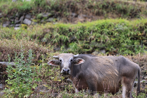 buffalos take a walk in the village of Nepal