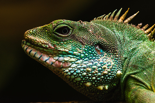 Central bearded dragon (Pogona vitticeps), also known as the inland bearded dragon.