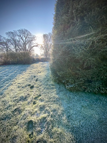 Frost covered lawn/grass with frozen footprints. Winter morning garden.