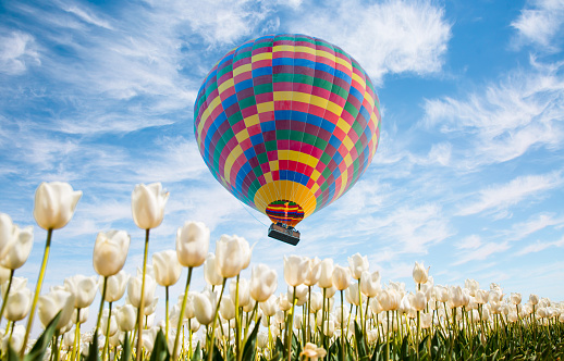 Colorful hot air balloon flying over white color tulip flower fields in spring