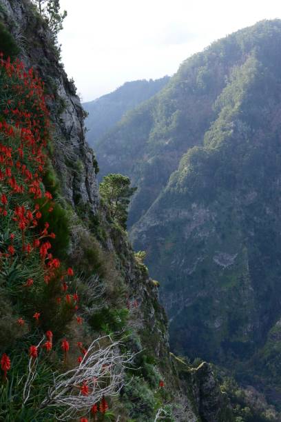 istock Curral das Freiras, Madeira, Portugal. 1949835212