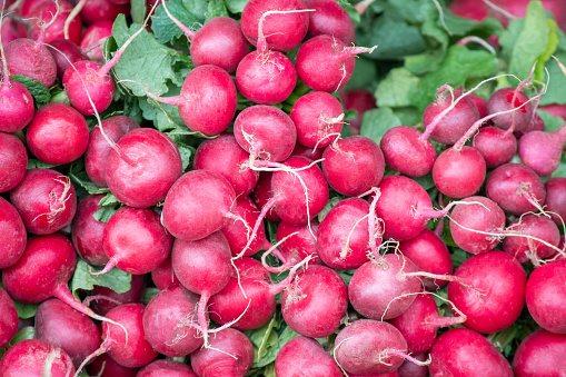 Closed up fresh radish plant pile after harvesting from the farm, for healthy food ingredient or agricultural product concept