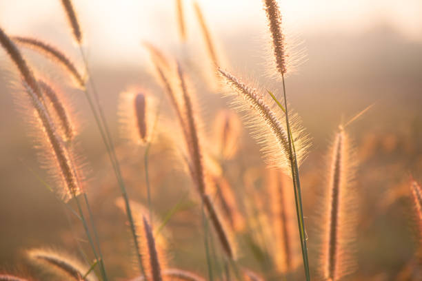 Closed up wild grass flower over blur natural background under morning sun light