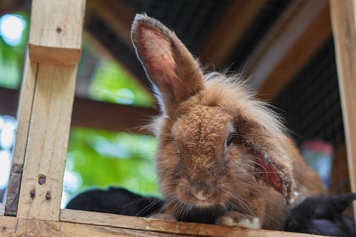 rabbit, portrait, close-up, sore ear