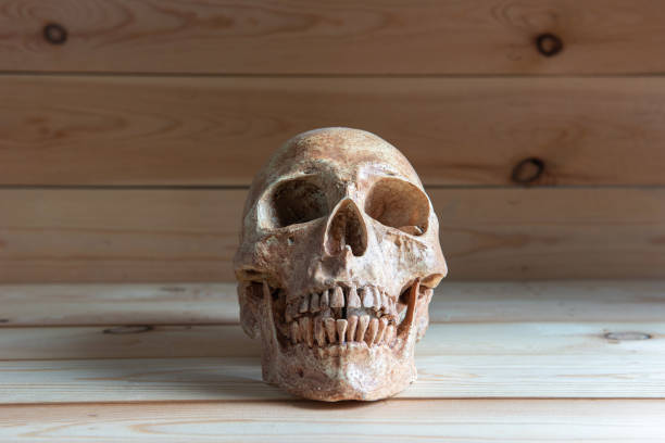 istock Vintage Wooden Table Featuring an Intriguing Skull Centerpiece, Blending Rustic Charm with a Touch of Mystery 1949858050