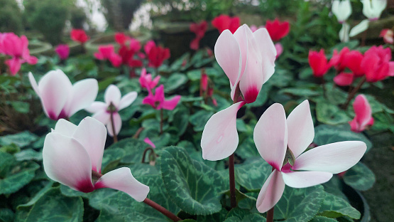 Background of jasmine flowers in spring stock photo\nAbstract, Backgrounds, Color Image, Cyclamen, Flower