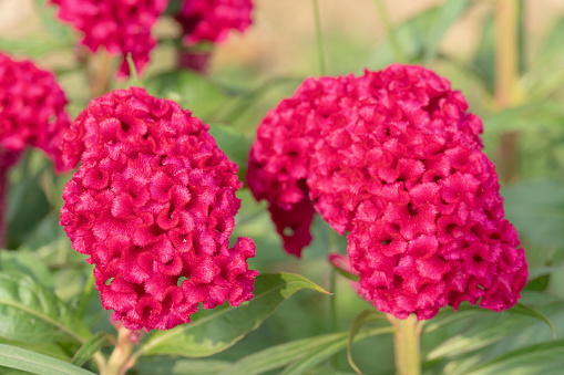 Red floer of Celosia Cristata. Flower buds densely clustered together. Holding a yellow bouquet from the top of a tree