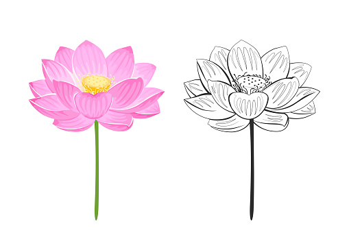 Lotus flower color cartoon illustration and outline. Line-art isolated on white background. Vector simple herbal plant icons.