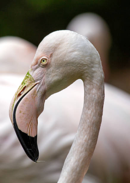 istock Northwest India's Pink Elegance - Greater Flamingo (Phoenicopterus roseus) 1949873285