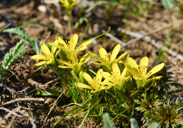 Yellow star of Bethlehem 
Gagea sp., bulbous plants blooming in spring in the Steppe Yellow star of Bethlehem 
Gagea sp., bulbous plants blooming in spring in the Steppe on the banks of the Tiligul estuary, southern Ukraine gagea pratensis stock pictures, royalty-free photos & images