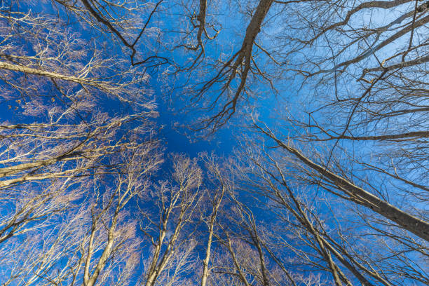 Bare trees in the forest against the blue sky