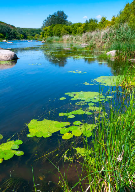 istock Floating aquatic plants, water lily Nymphaea candida and yellow capsule Nuphar lutea 1949877582