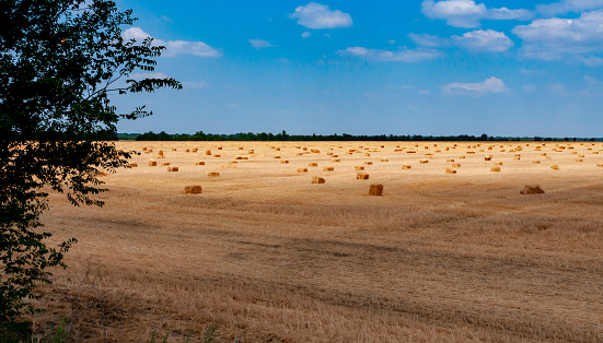 bale press view and harvesting green lentil on field in summer time.