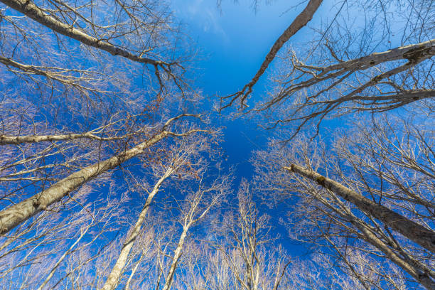 Bare trees in the forest against the blue sky