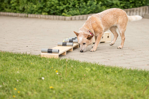 istock canine training and ZOS (target object search) exercises with an Australian cattle dog 1949882435