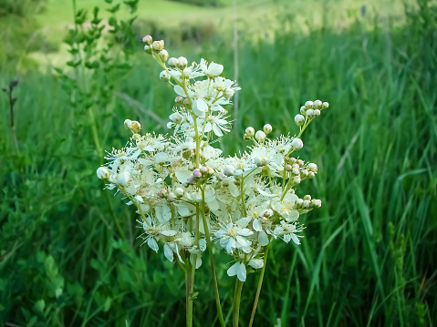 The wonderful white Filipendula ulmaria or meadowsweet blooms in early summer. Meadowsweet has been used for colds, respiratory problems, acid indigestion, and arthritis.