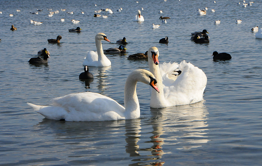 Birds of Ukraine. Swans, gulls and ducks - wintering waterfowl in the Black Sea