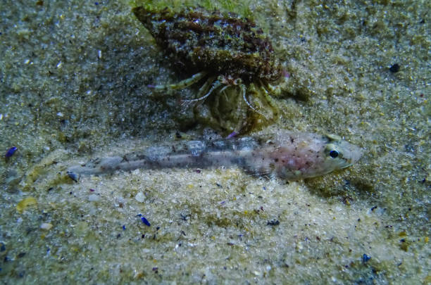 istock Marbled goby (Pomatoshistus marmoratus) disguised on a sandy seabed. Black Sea, Odessa Bay 1949897436