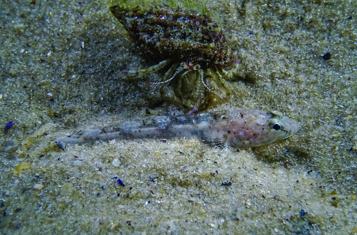 Marbled goby (Pomatoshistus marmoratus) disguised on a sandy seabed. Black Sea, Odessa Bay