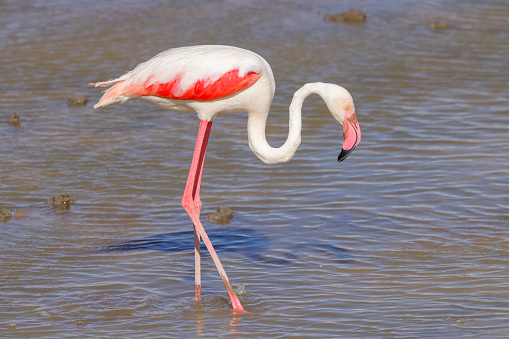 one flamingo walks in a lake