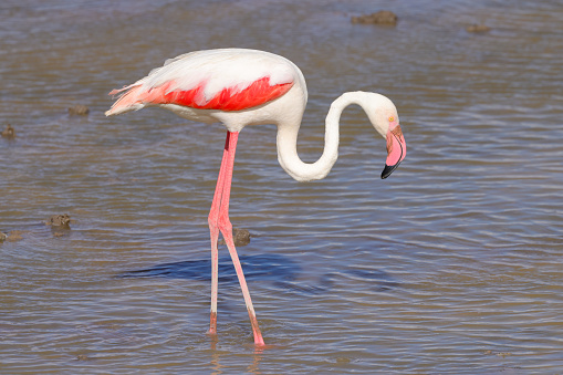 flamingo walk