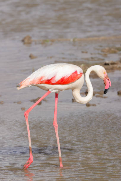 istock one flamingo walks in a lake 1949898529